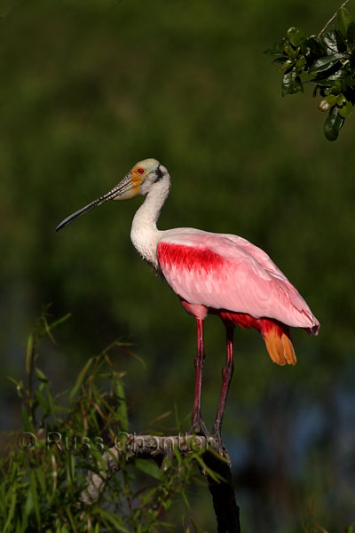 Roseate Spoonbill © Russ Chantler